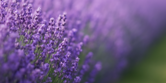La Lavanda al B&B Galletto di Marzo