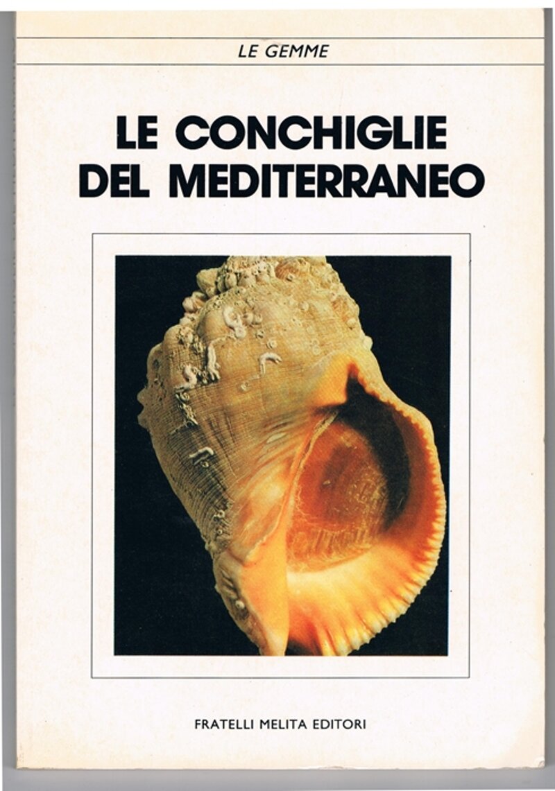 le-conchiglie-del-mediterraneo