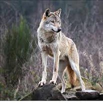 9e9ae5b91fcd4a50bae03c4eff7fcdd7