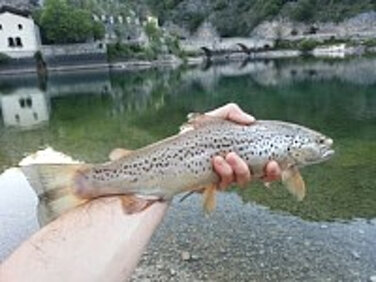 8aef3aa3b6d74c7886a081f8b0420a9f