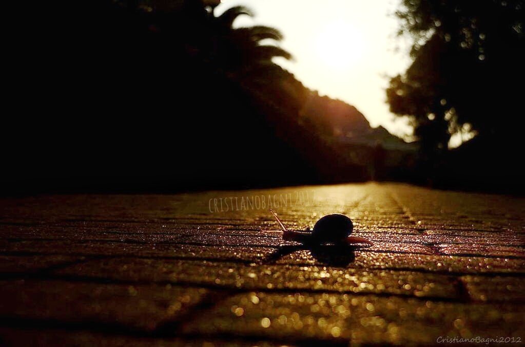 Elogio della Lentezza