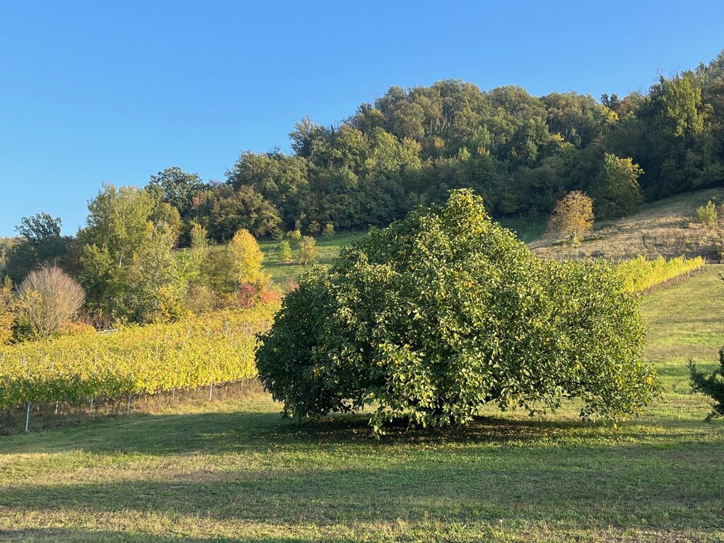 877f724f-f9d0-432b-a99b-bda0f2669208