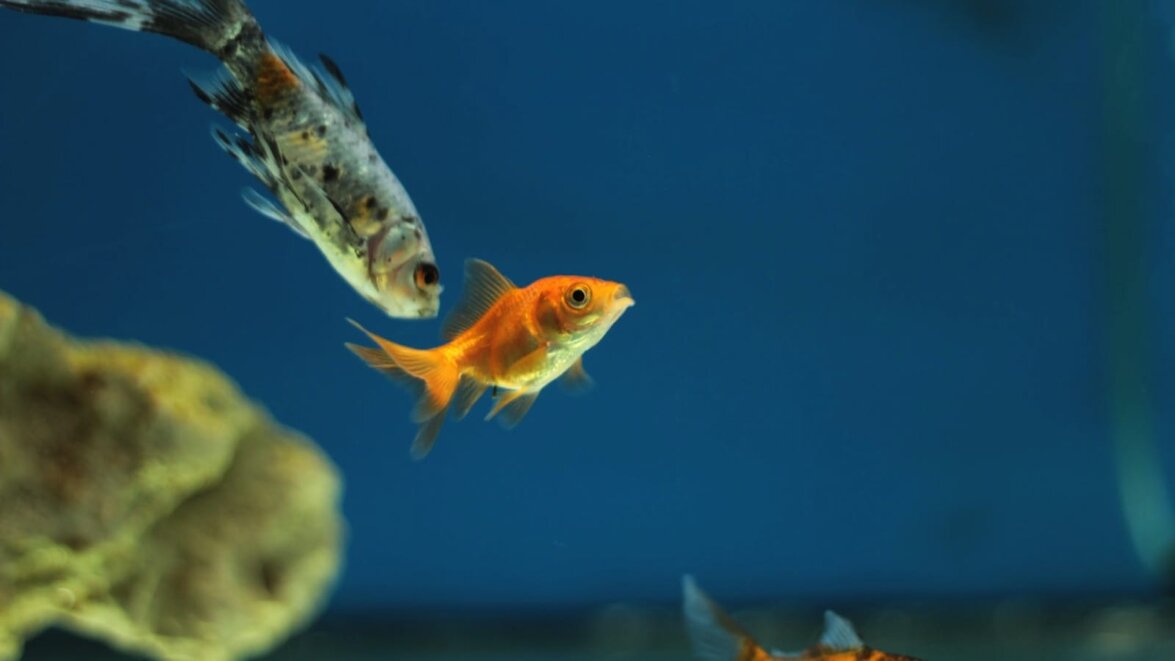 petstore_image-3 petstore_image-3