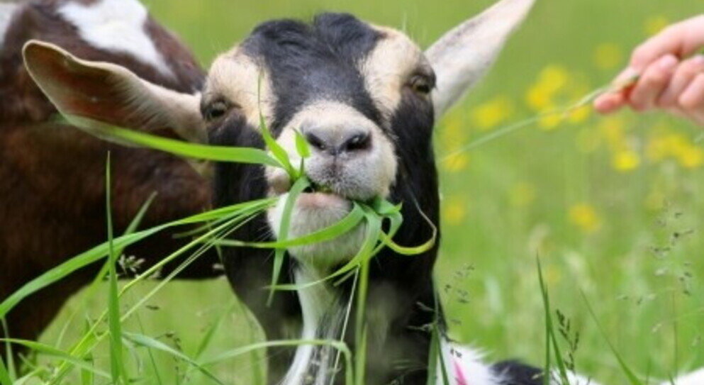 Insalata triste? Dimenticala!