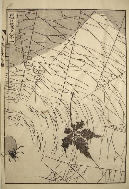 Fascia Organo di Senso