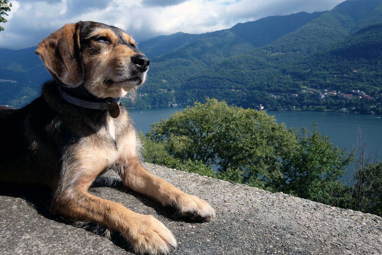 Alimentazione vegana per i cani: quando può essere utile