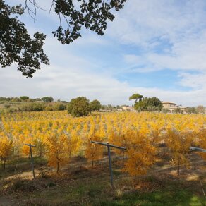 Scorcio 3000 melograni e villa