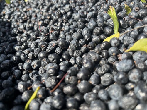 img_5352.jpeg img_5352.jpeg