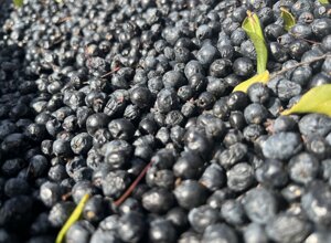 img_5355.jpeg img_5355.jpeg