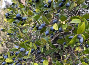 img_5352.jpeg img_5352.jpeg