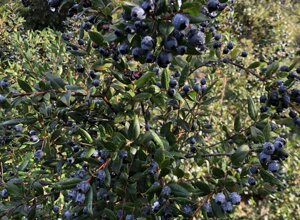 img_5351.jpeg img_5351.jpeg