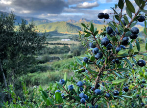 img_5328.jpeg img_5328.jpeg