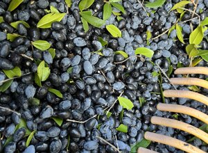 img_6139.jpeg img_6139.jpeg