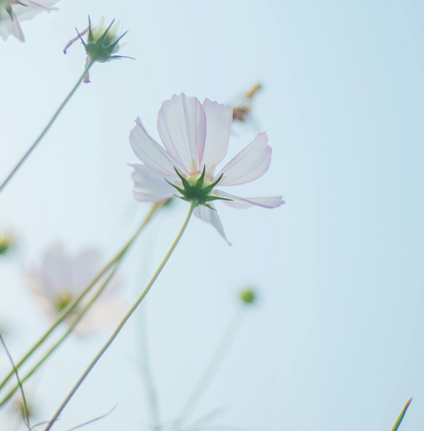 FIORE HOME PAGE