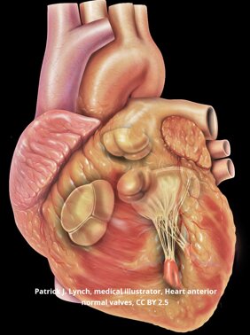 JTdCJTIyaXQlMjIlM0ElMjIlNUMlMjIlMjBWYWx2b2xhJTIwbWl0cmFsaWNhJTIwc2FuYSUyMCUyMCVFMiU4MCU5MyUyMGFuYXRvbWlhJTIwY2FyZGlhY2EuLSUyMCUyMERyLiUyMEZhYnJpemlvJTIwQ29ydGklMkMlMjBjYXJkaW9jaGlydXJnbyUyMGElMjBNb256YSU1QyUyMiUyMiU3RA==