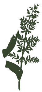 logo olivo logo olivo