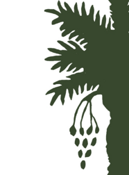 logo solo immagine accademia mediterranea copia 5 logo solo immagine accademia mediterranea copia 5