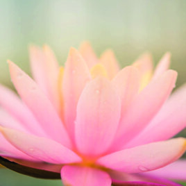 d18fe2dc-e1d7-4bd8-b1fc-b63f740d6259 d18fe2dc-e1d7-4bd8-b1fc-b63f740d6259