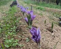 3compr.jpeg 3compr.jpeg