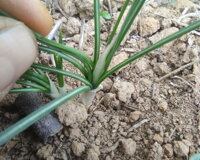 03.1.ccompr.jpeg 03.1.ccompr.jpeg