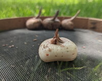 4compr.jpeg 4compr.jpeg