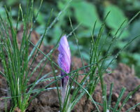 1compr.jpeg 1compr.jpeg