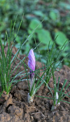 03.1.dcompr.jpeg 03.1.dcompr.jpeg