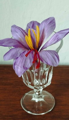 logo morgnano v2 logo morgnano v2