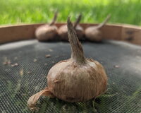 2compr.jpeg 2compr.jpeg