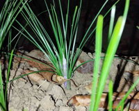 5compr.jpeg 5compr.jpeg