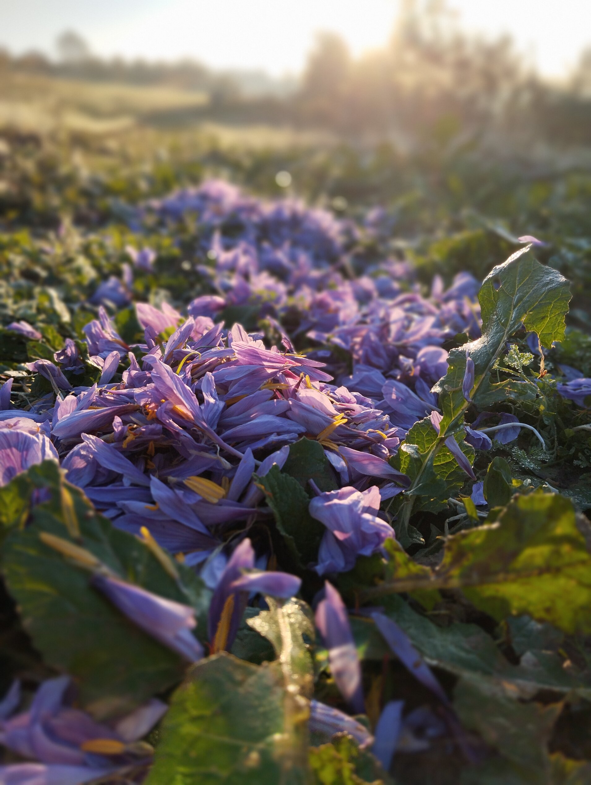 banner iniziale.jpeg banner iniziale.jpeg