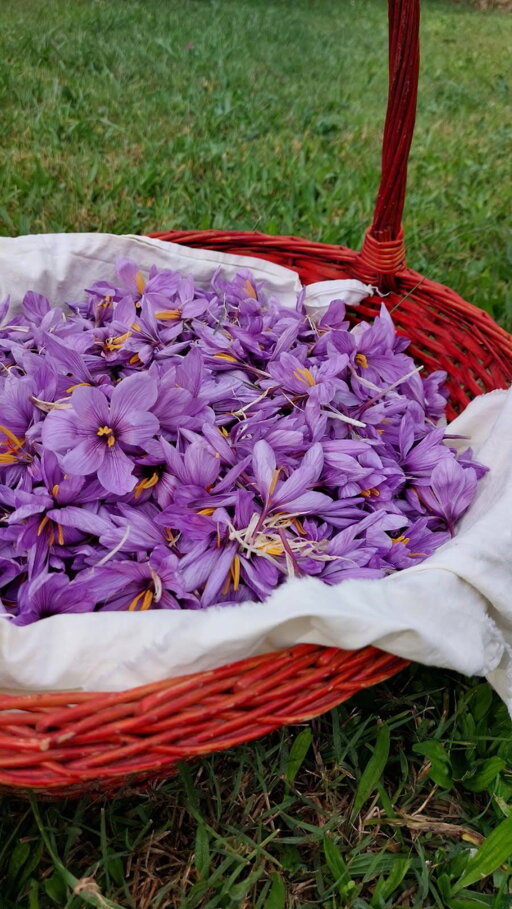 01.2.a2.jpeg 01.2.a2.jpeg