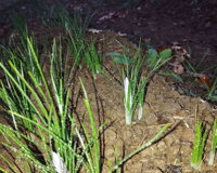 03.2.a (under half)a.jpeg 03.2.a (under half)a.jpeg