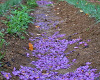 7compr.jpeg 7compr.jpeg