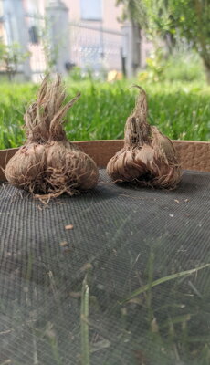 03.1.ccompr.jpeg 03.1.ccompr.jpeg