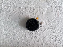 calamita+opiccola+m@ccolonna.jpeg