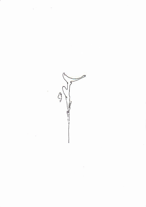 cult17©olonna+