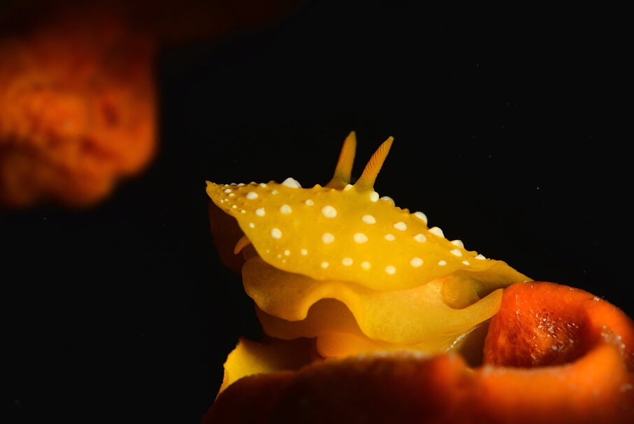 803ae8c4-b1aa-459f-a7f4-6a7377c2b509