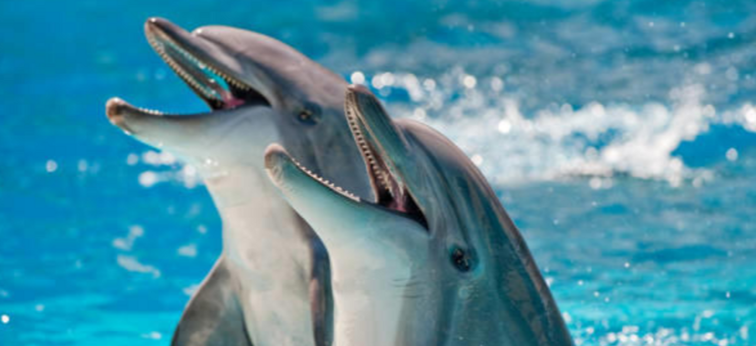 15f42fb5-a6f7-4a43-aa45-1fb68ed0692e