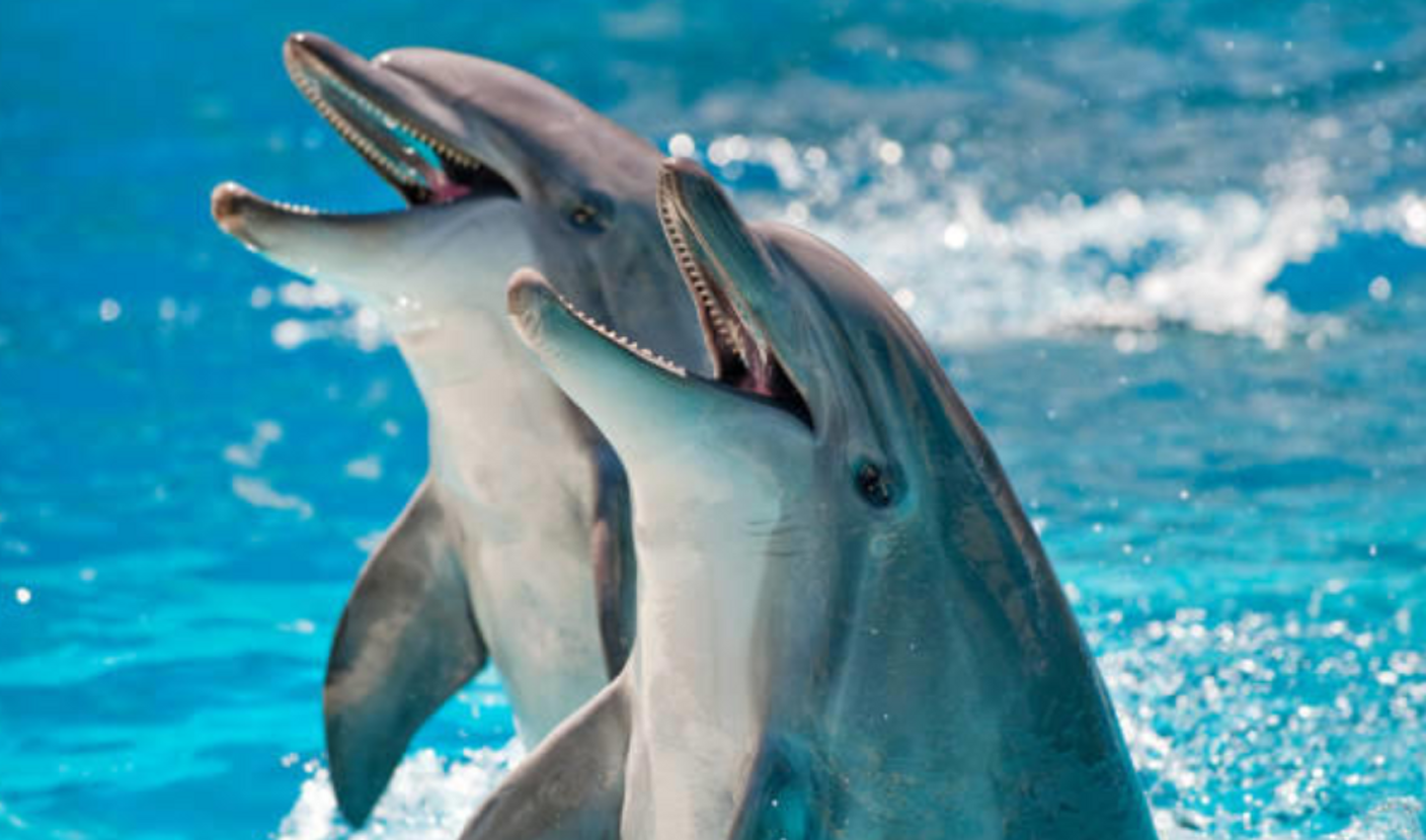 26e2950f-da60-4eb2-bda0-8c5e57dc461c