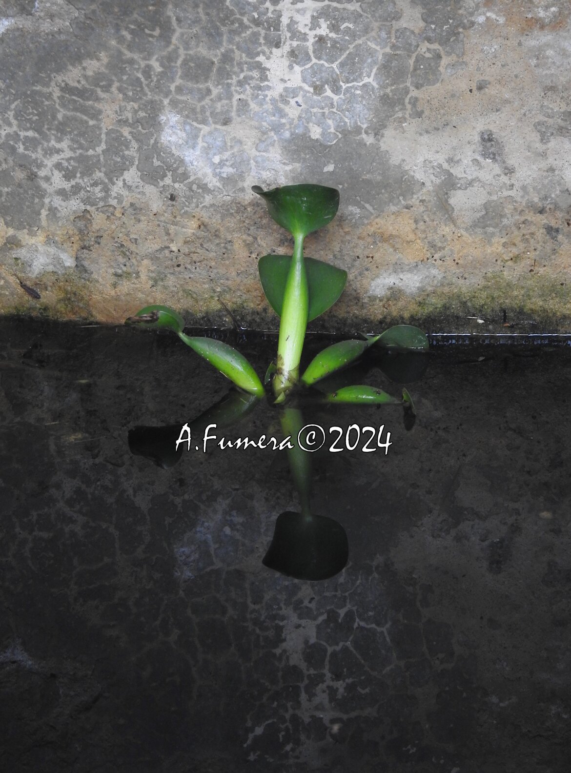d0c707ff-309c-4246-a8ae-50fc79534866