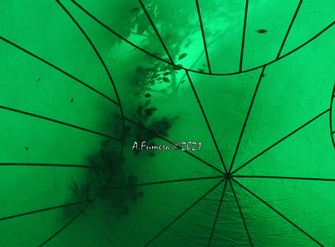 f32705b2-b0d4-42dd-959d-e0ca2319ca2e
