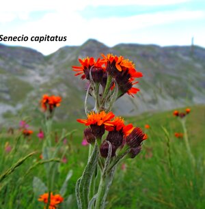 Senecio Capitatus