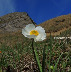 Ranunculus pyrenaeus