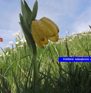 Fritillaria tubeaformis var. moggridge