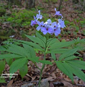 Cardamine pentaphyllos (cinque foglie)