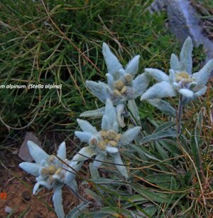Leontopodium alpinum (Stella alpina)