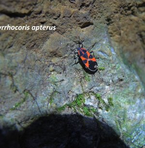 Pyrrhocoris apterus