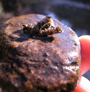 Tricottero con astuccio