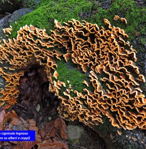fungo Lignicolo legnoso (cresce su alberi e ceppi)